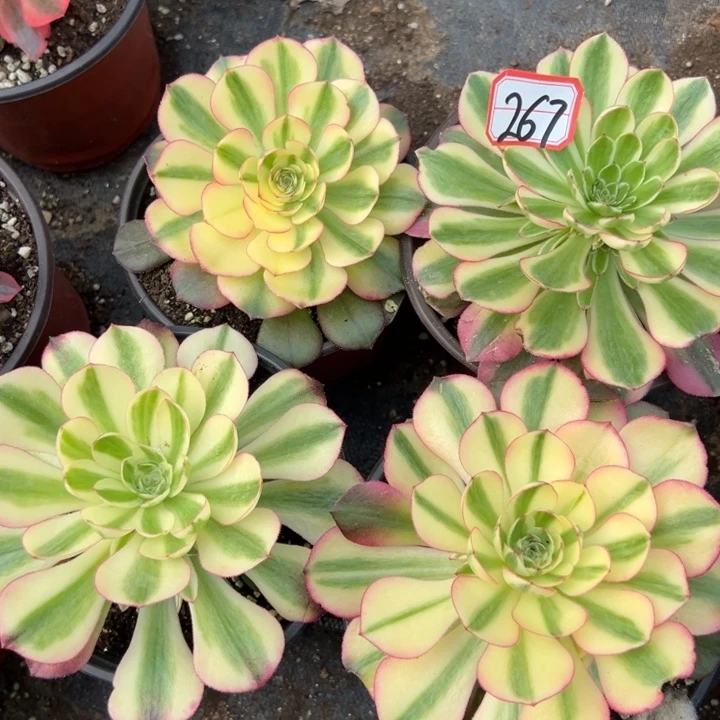 多肉植物267不售后