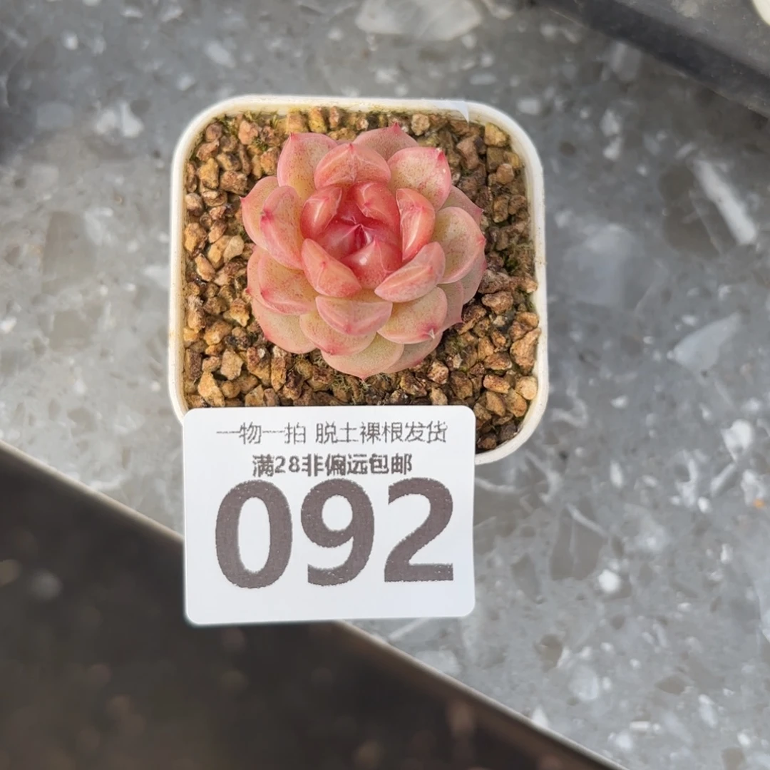 慕云单头无盆土发货