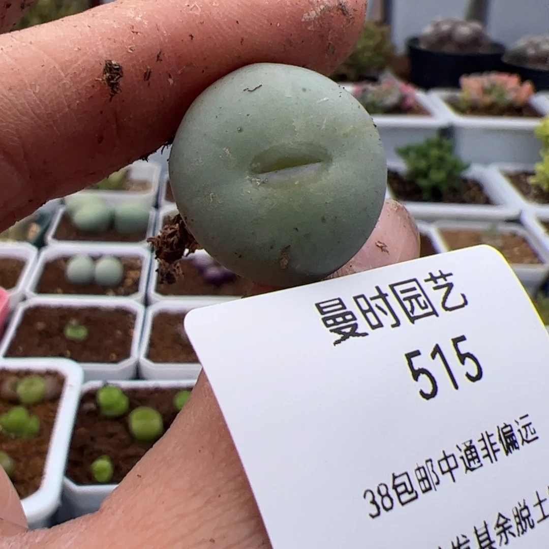 吻*515号嘴3.4多肉