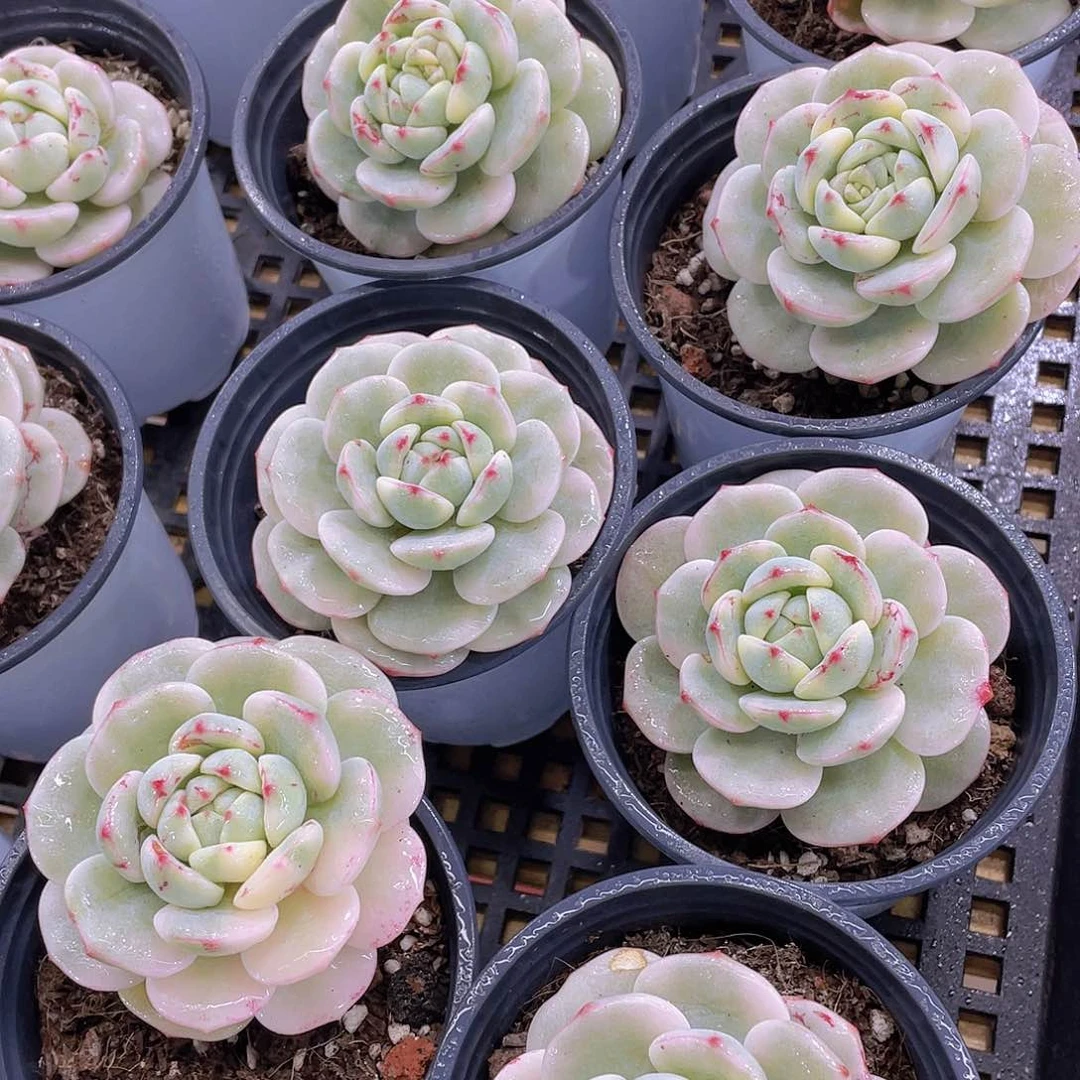 量拍25号 香草锦单头一个