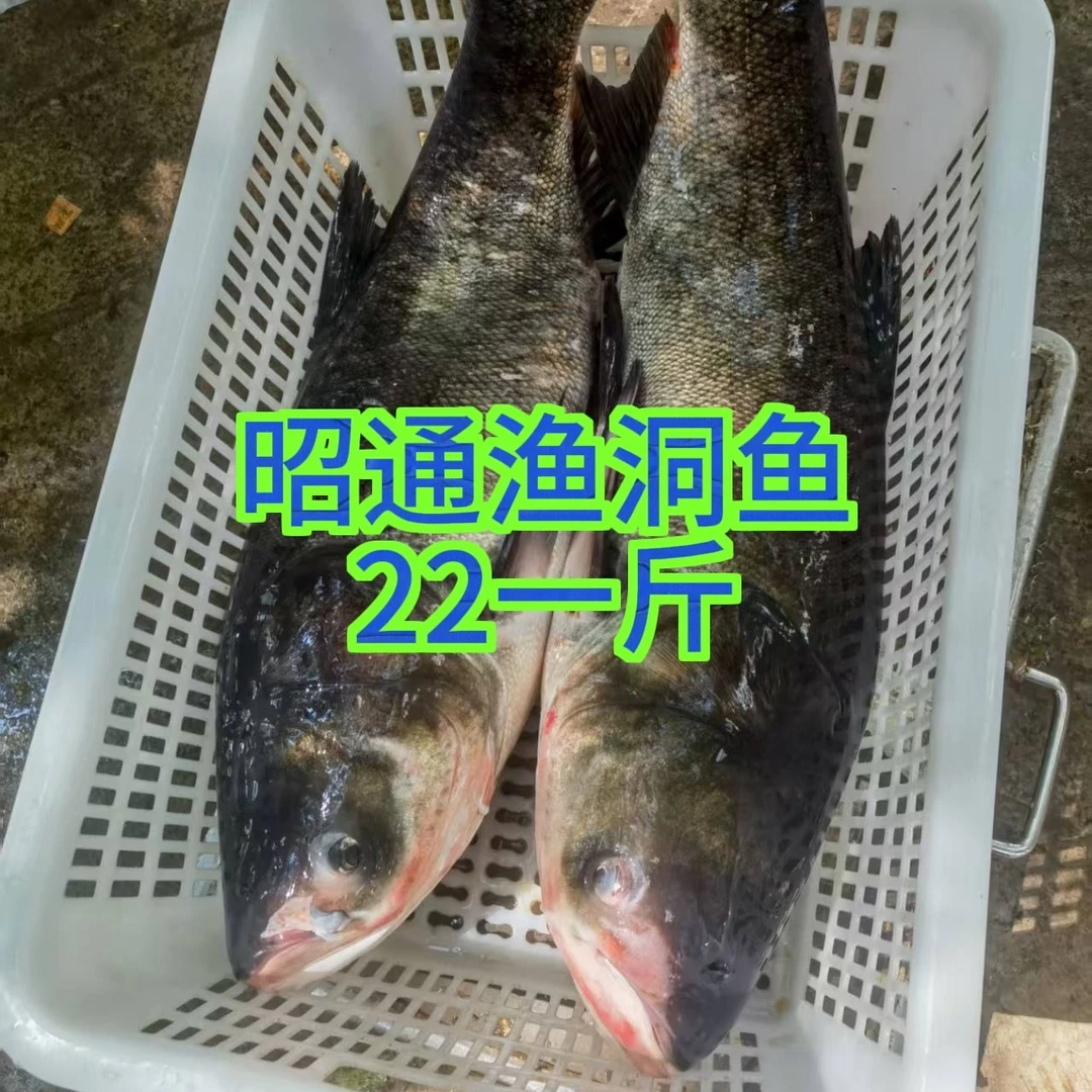 一物一拍渔洞花鲢活鱼现场称重改价再拍