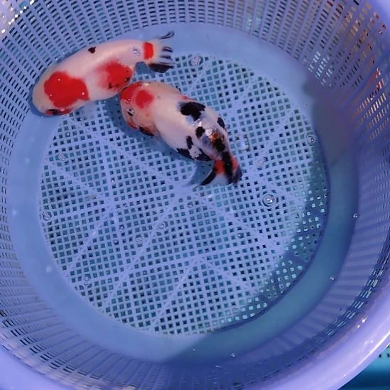 金鱼140兰寿两只特价顺丰包邮