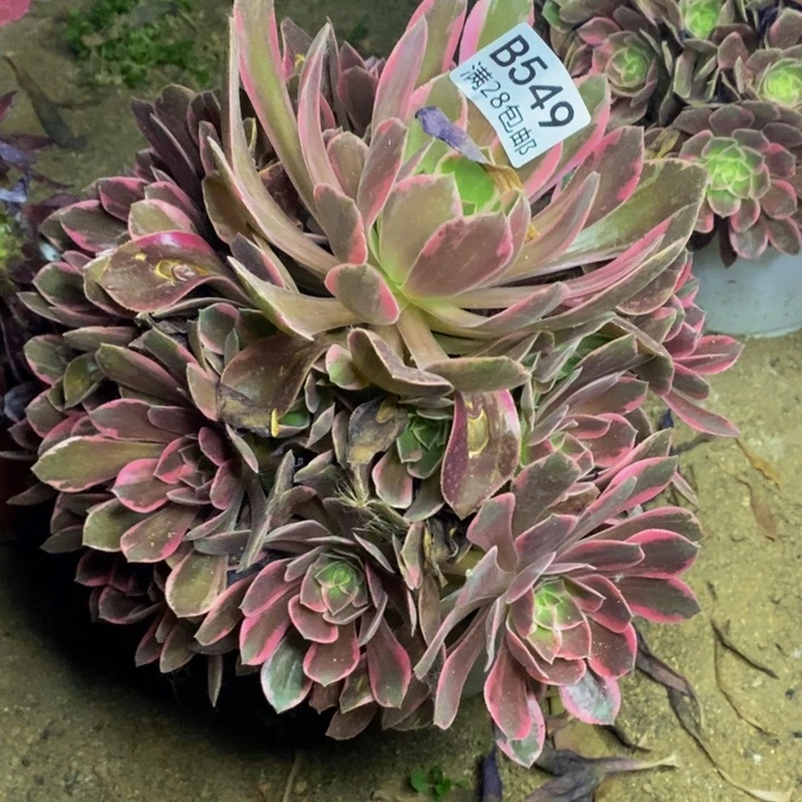 幻沙多肉断头不包549