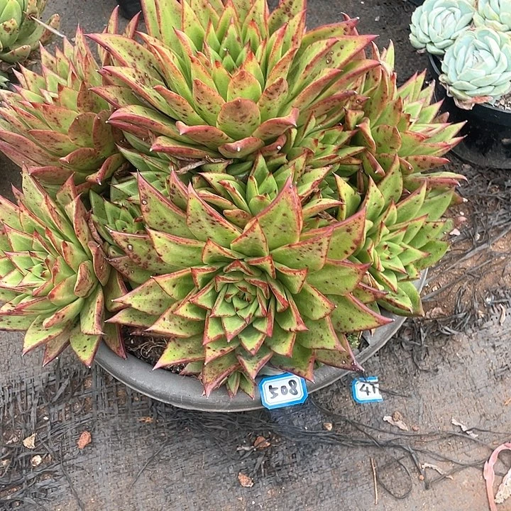 508口红 一物一拍多肉