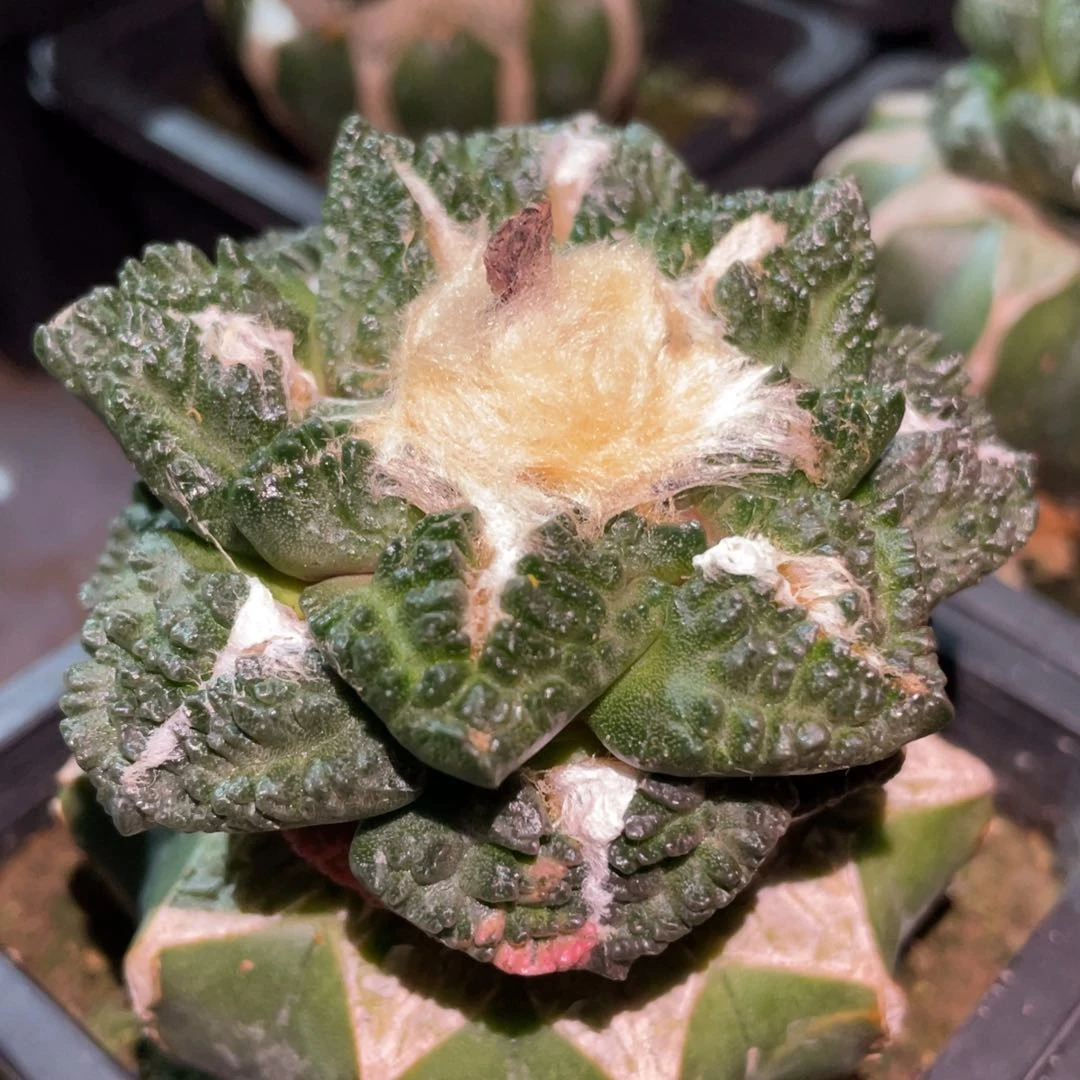 底犹花锦 大型龟甲牡丹