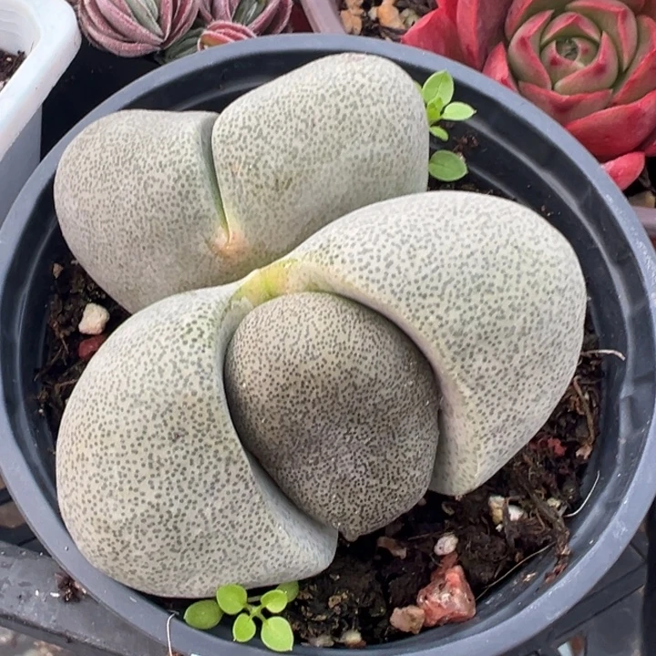 双元宝多肉植物100