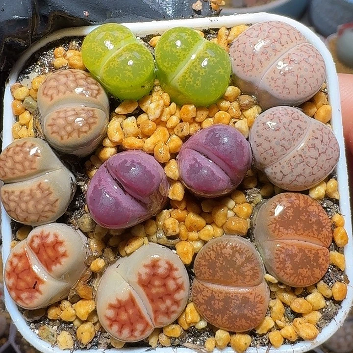 生石花111112。 福利。  279