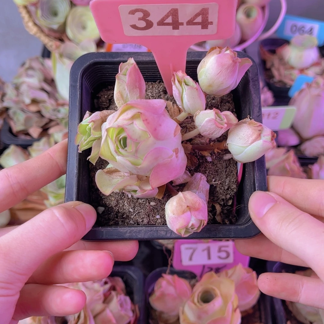 单品一物一拍344号