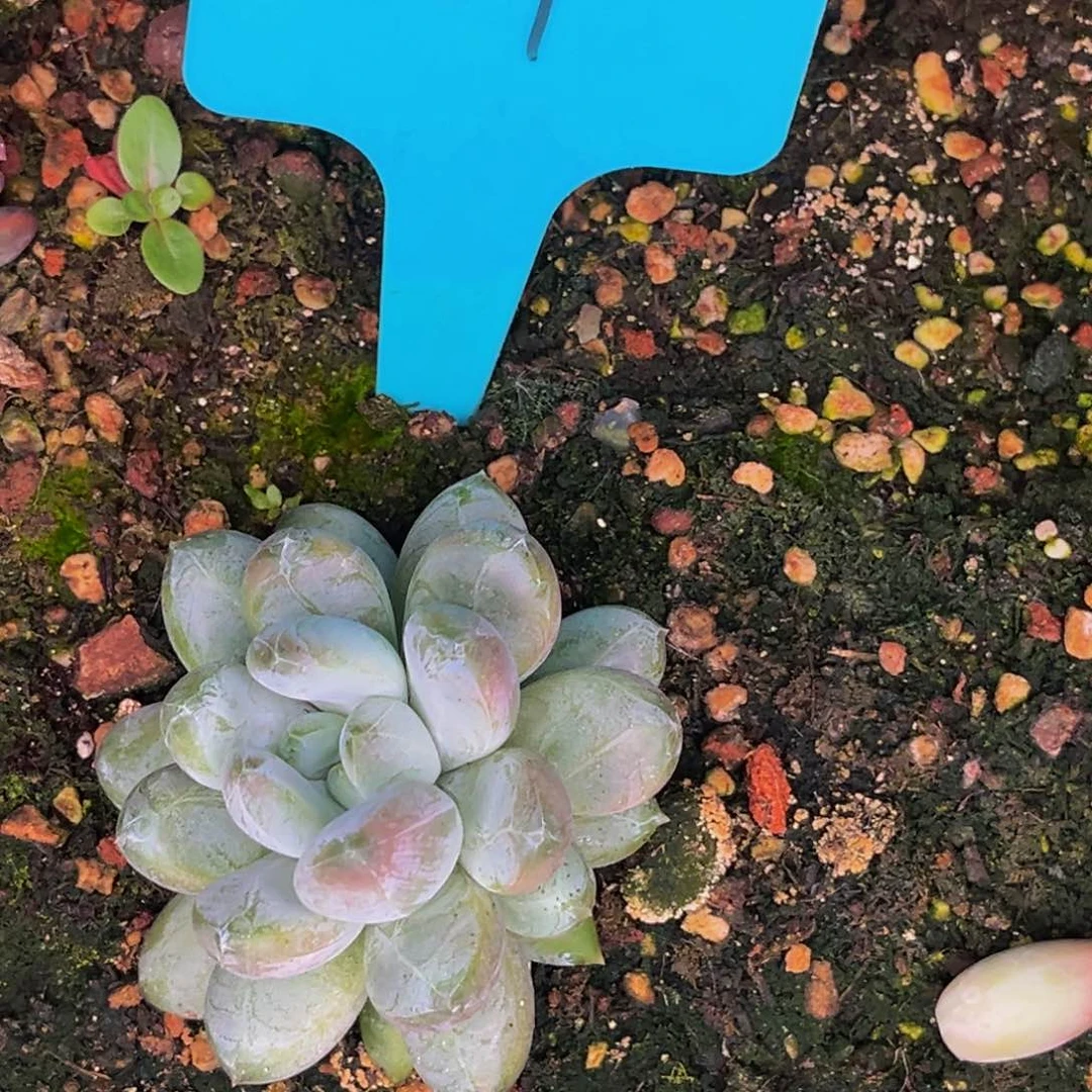 1207号晚上多肉植物群生