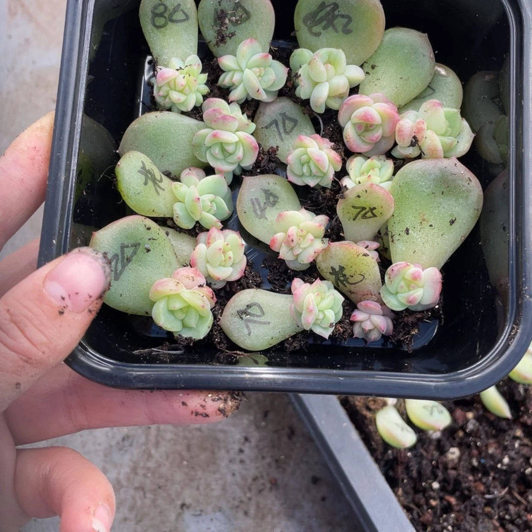 娣***肉糕大上多肉植物487