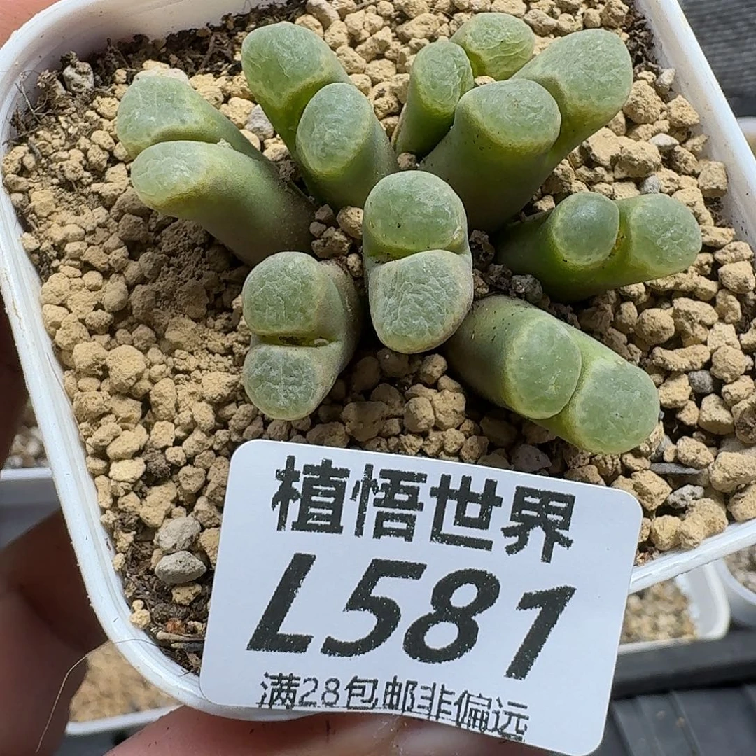 多肉植物的润泽fgg