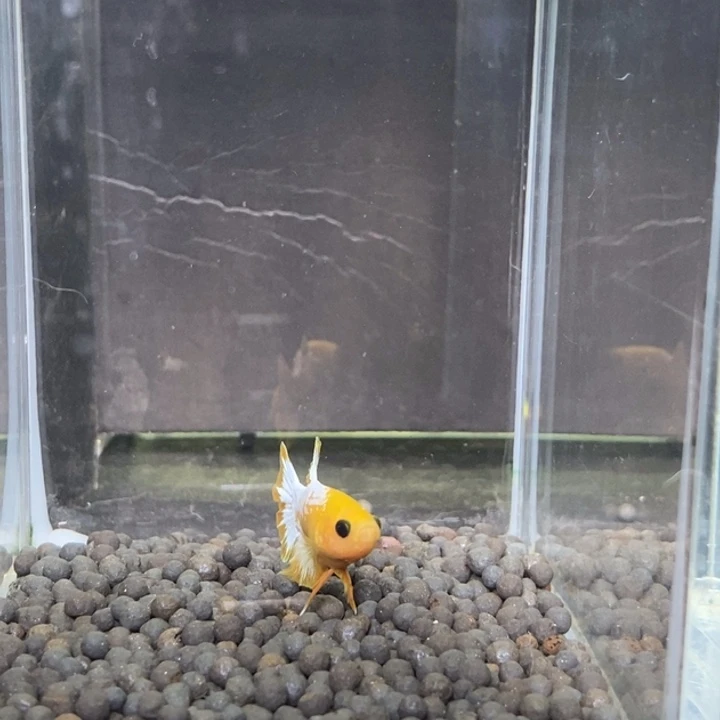 斗鱼泰国斗鱼505号