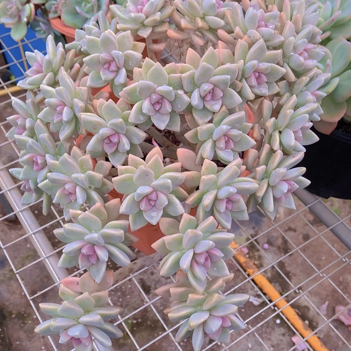 无花朵多肉植物5555555