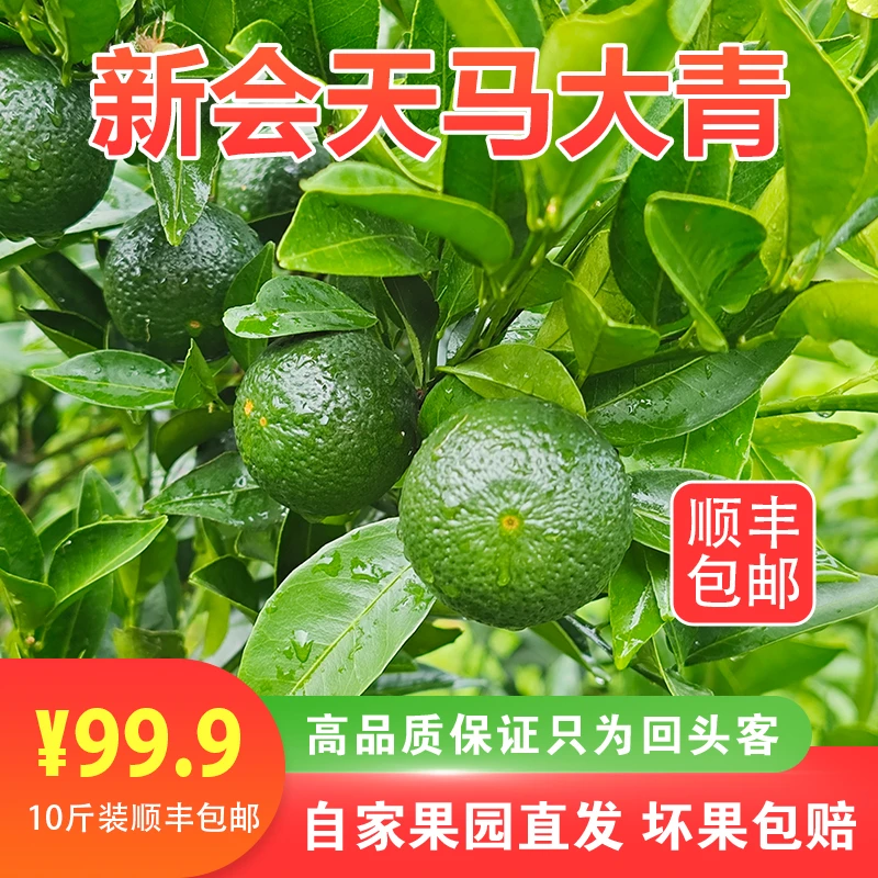 2025年新会天马圈枝大青陈皮茶枝柑鲜果10年树现摘现发顺丰包邮