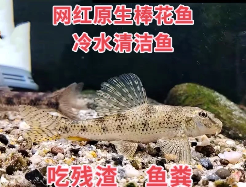 棒花鱼清道夫冷水观赏鱼原生鱼底层溪流鱼观赏鱼清洁鼠鱼鮈垃圾鱼