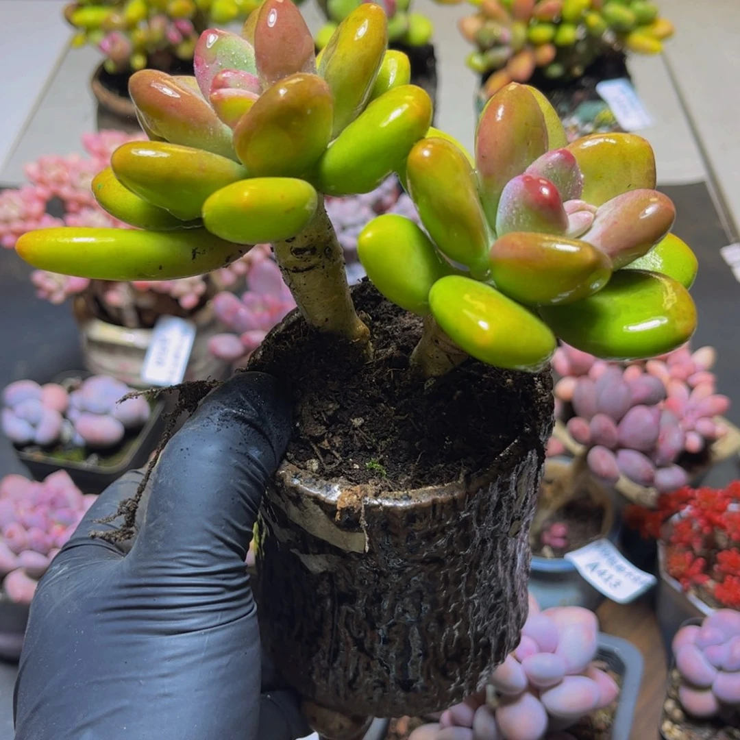 424金色芒果奶13厘米多肉