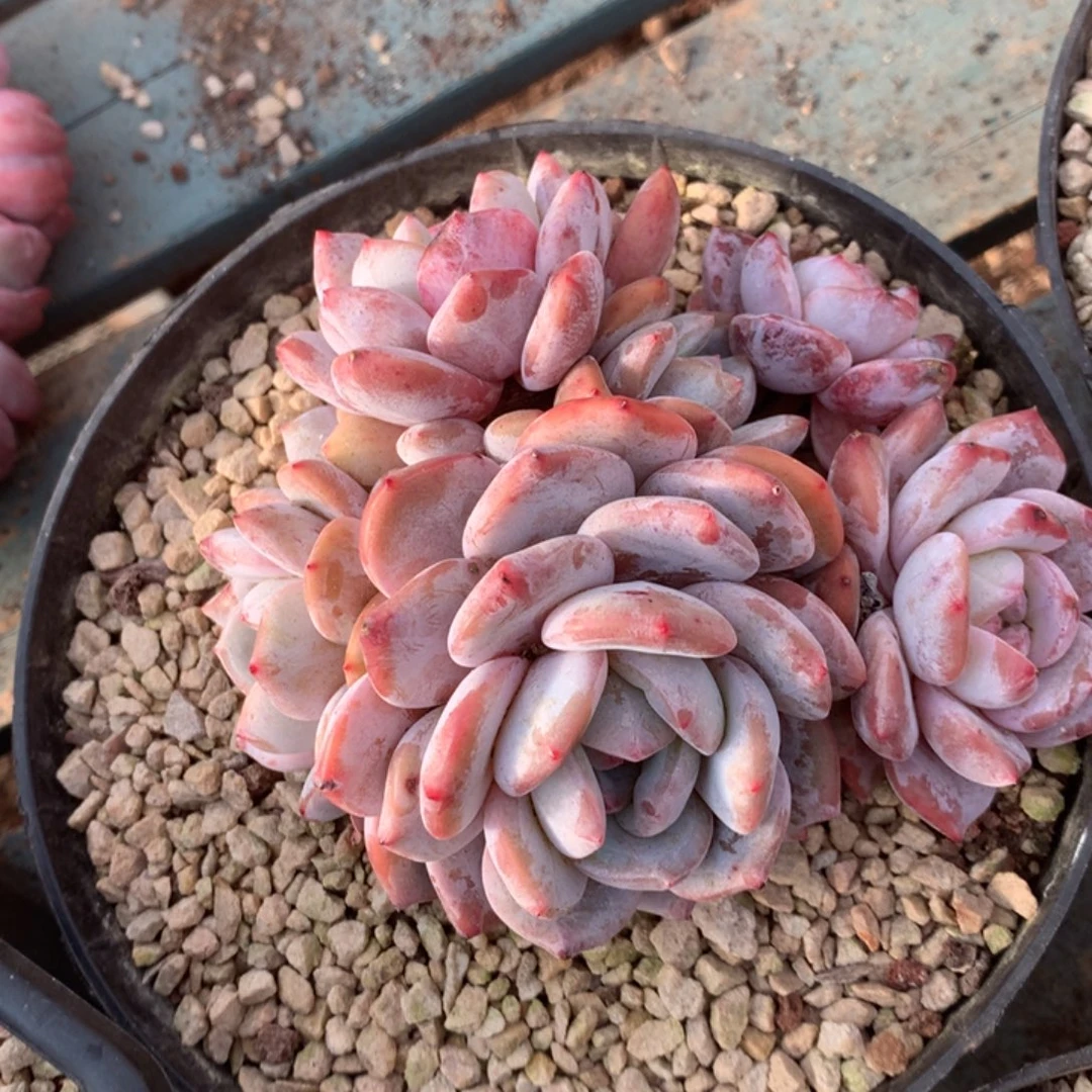 无花朵哈哈哈哈哈哈哈哈哈4