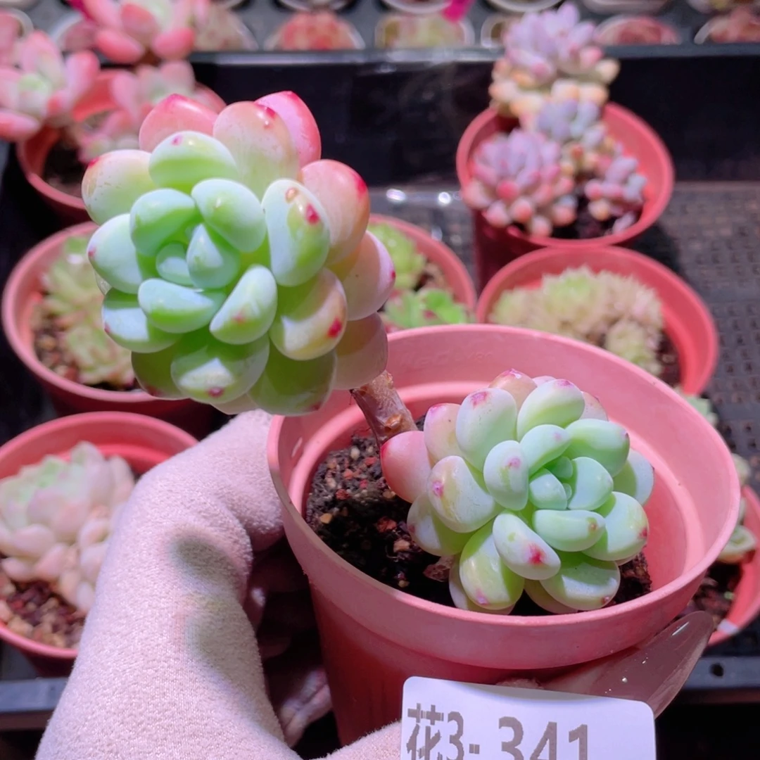 花利美 3-341罗琦双头