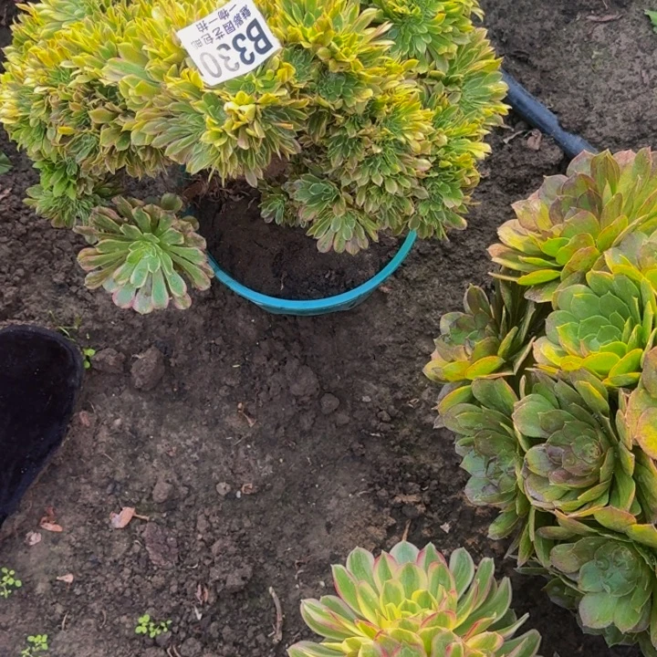 小***女粉黛花30-39包邮花花万紫千红总是春
