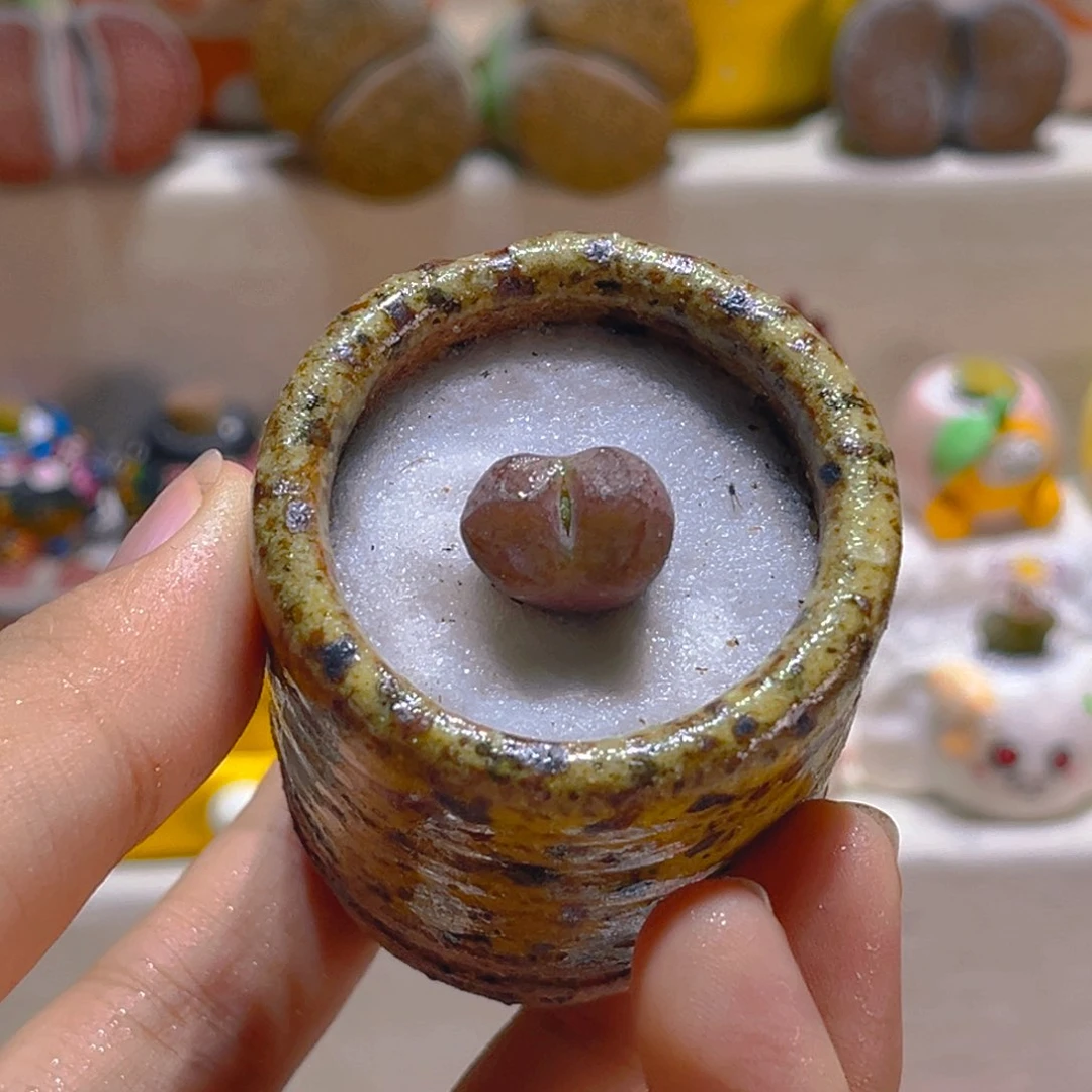 075吕氏毛杂1.5厘米带盆带土手工盆