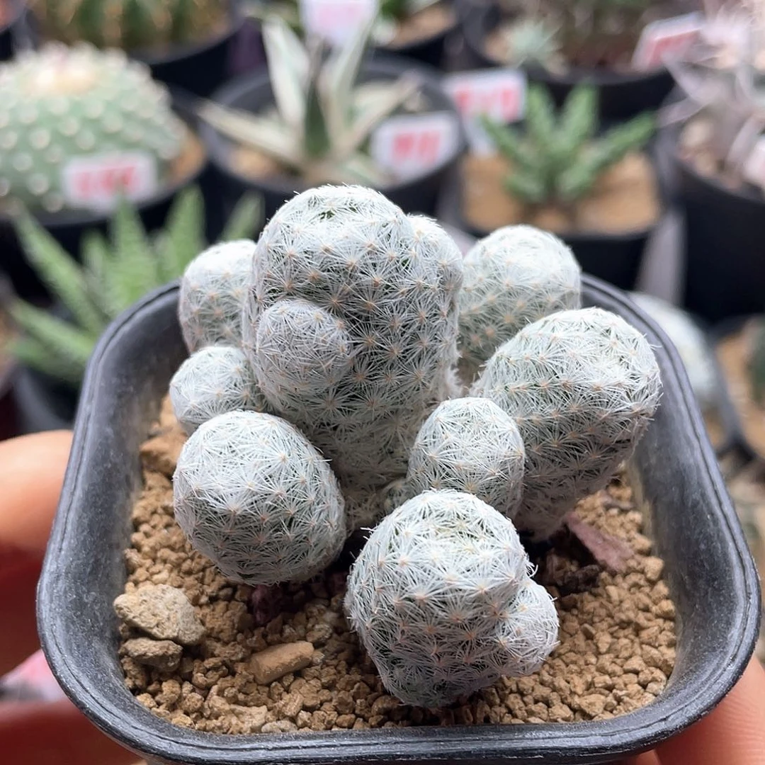 姬春星群仙人球多肉