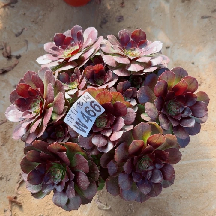 466黑美人官服25左右2