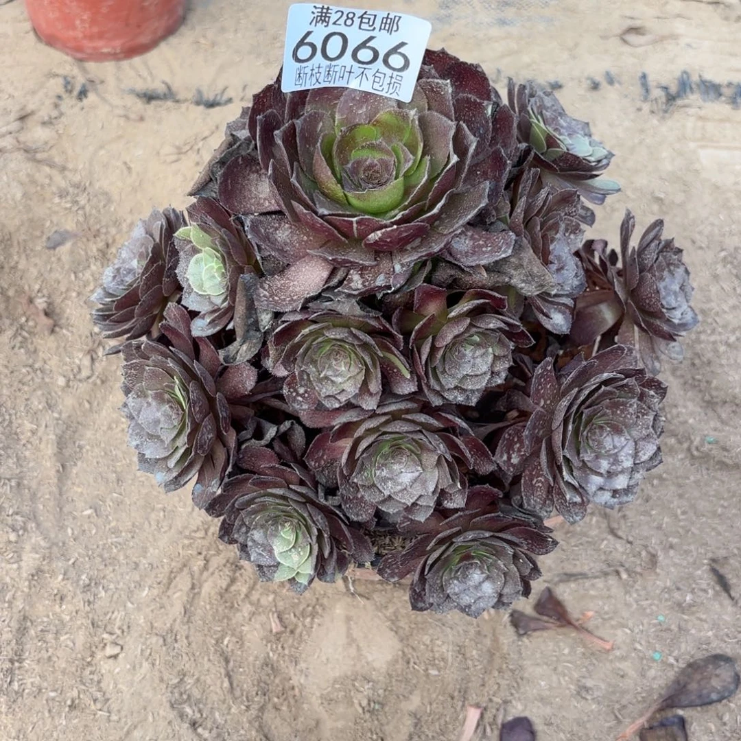 O. 6066黑美人多肉，ad
