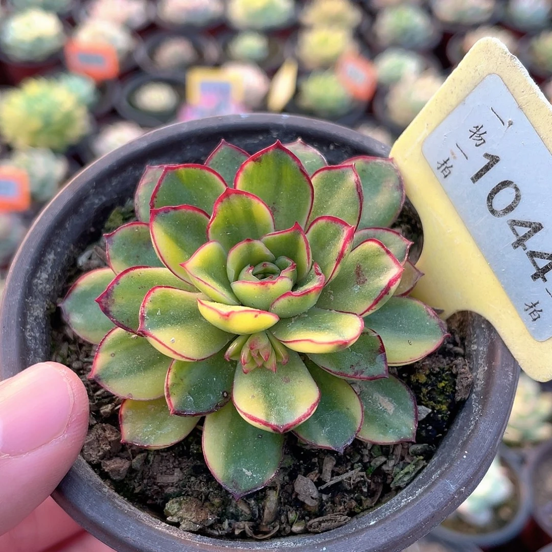 1044号佛拉门戈花锦