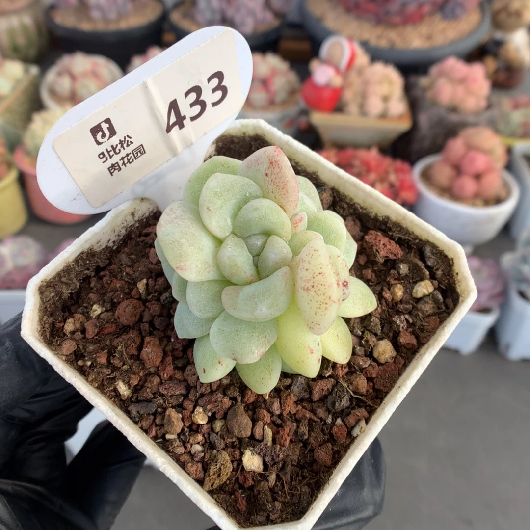 433 一株三心冰玉石化朵朵缀