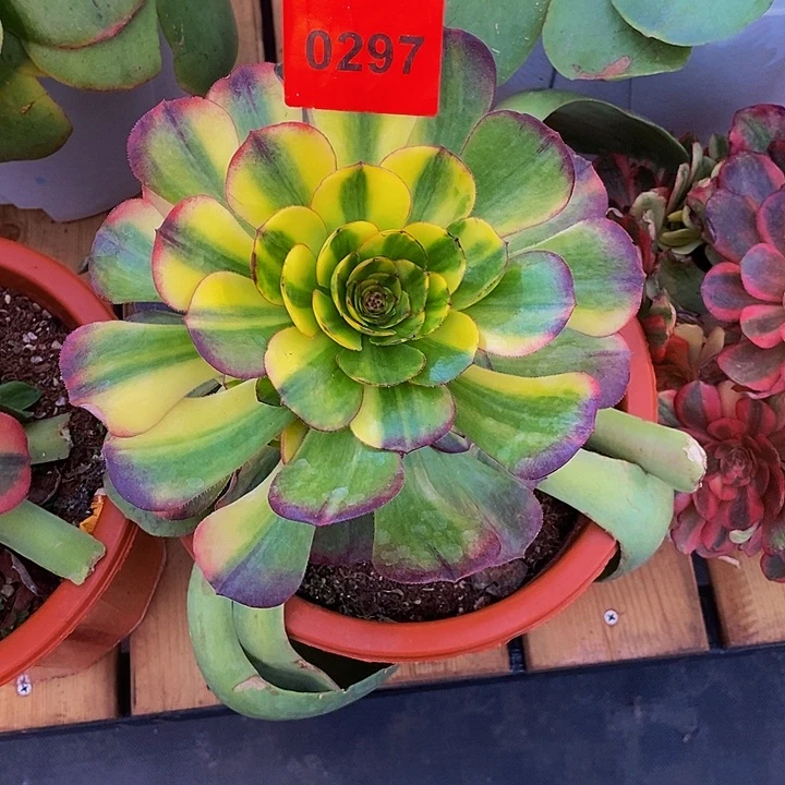 0297多肉植物万七彩泥红