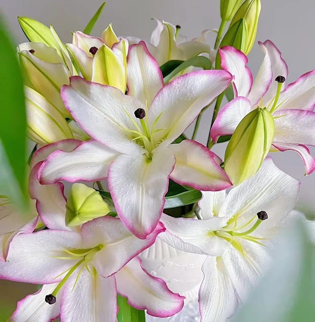 [小王]双头唇彩香水百合-任意两单发顺丰