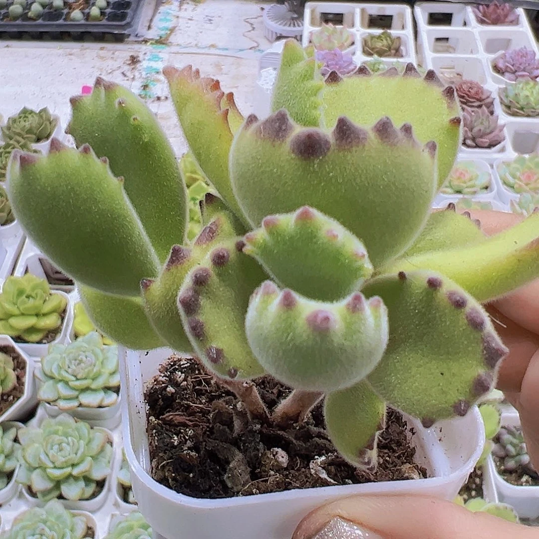 绿熊19包油多肉植物