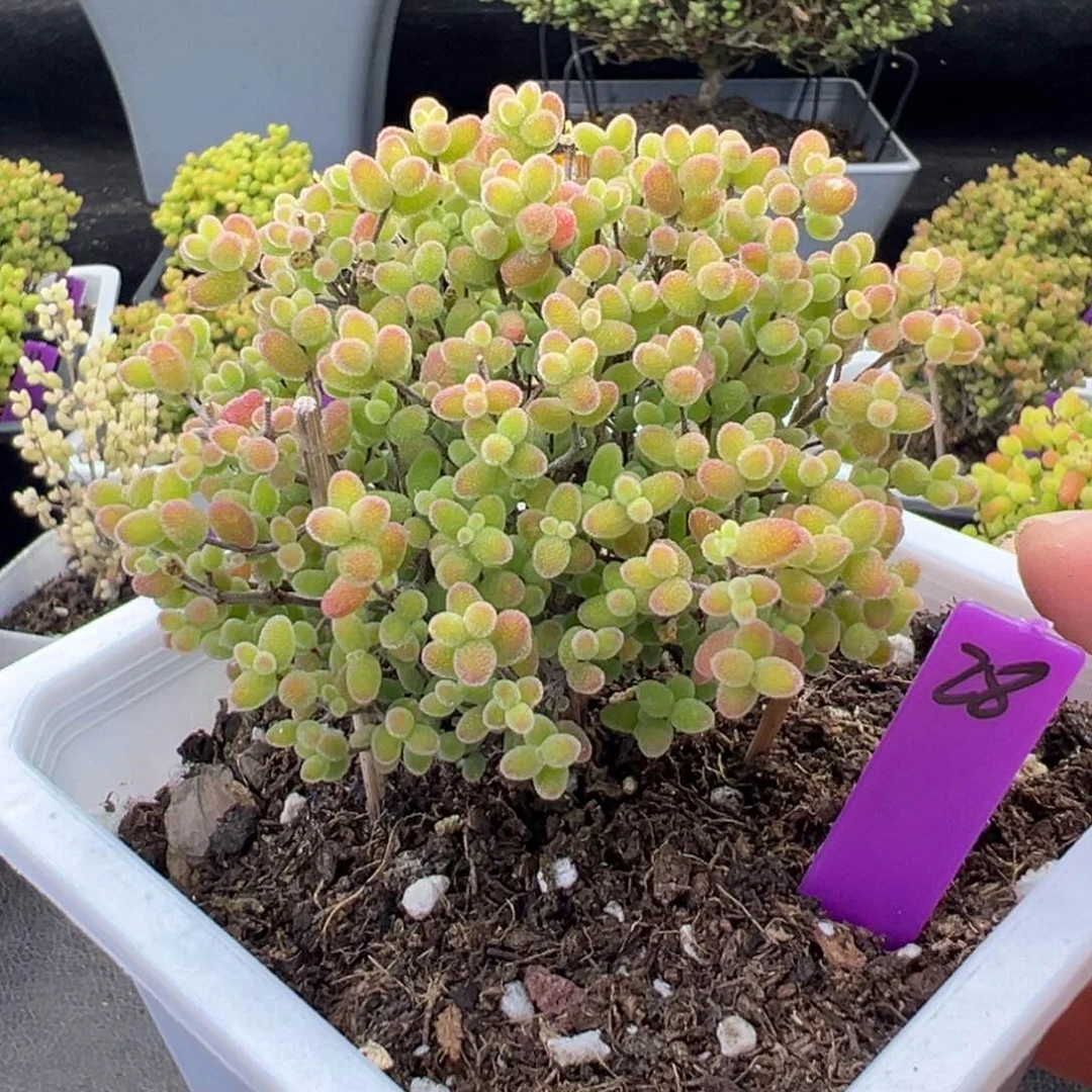 28号10cm盆蜜橘糖球