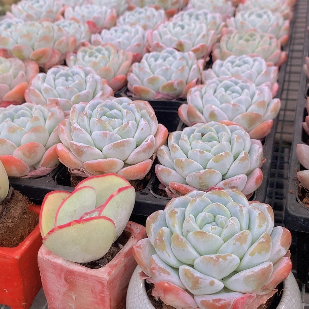 2盆冰玉000000000000000