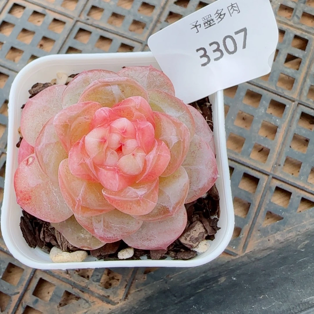 嘟嘟粉，3307多肉植物