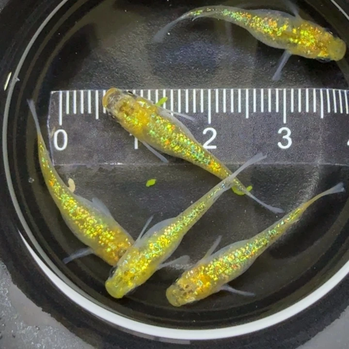 青鳉鱼猫饭星光11号