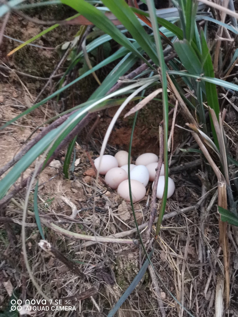 贵州高山散养土鸡蛋