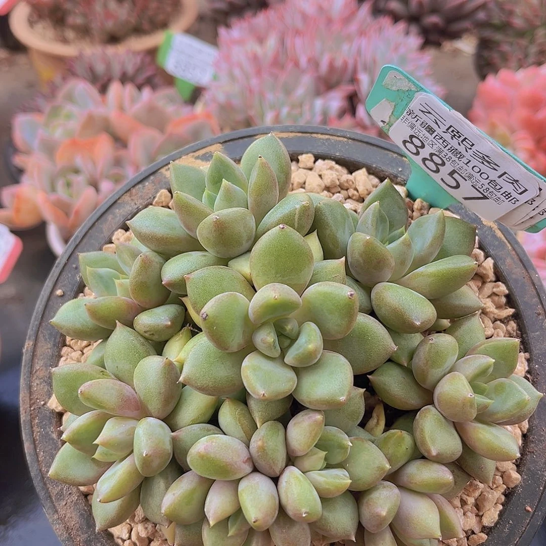 8857红象牙多肉植物