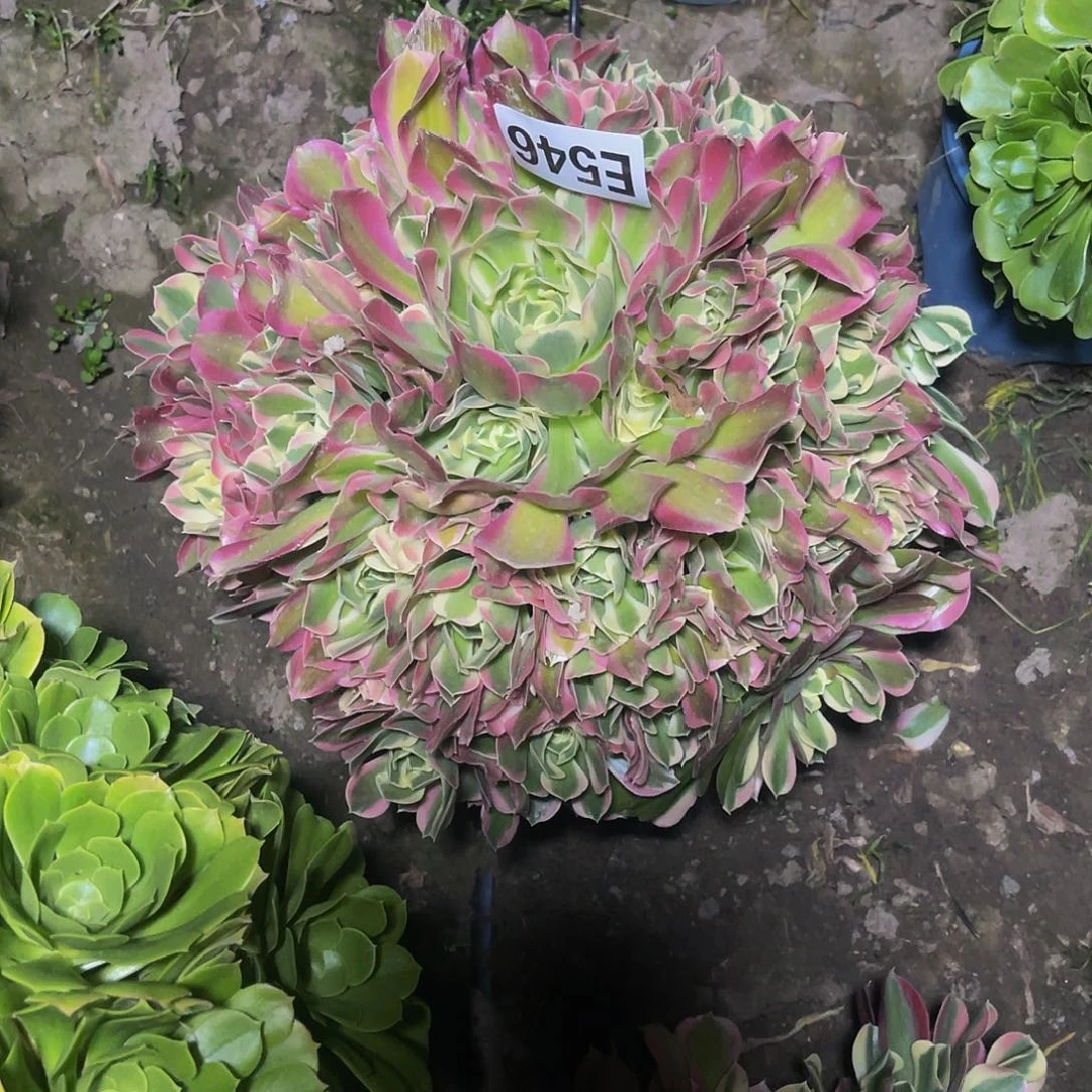 白凤法师13-3包邮法师