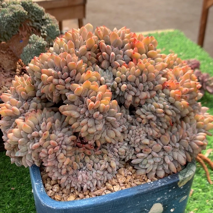 多肉植物星影树缀