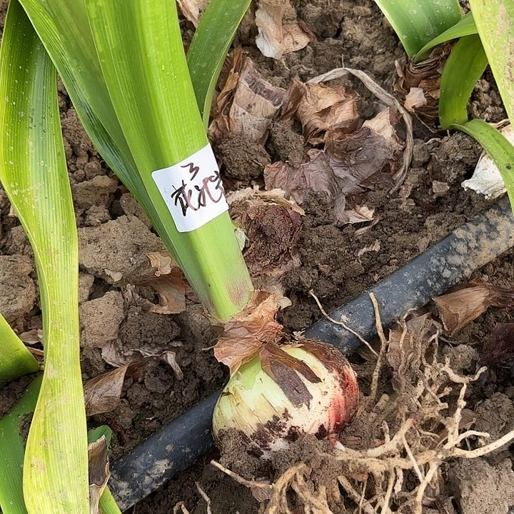 花孔雀6-7包对版