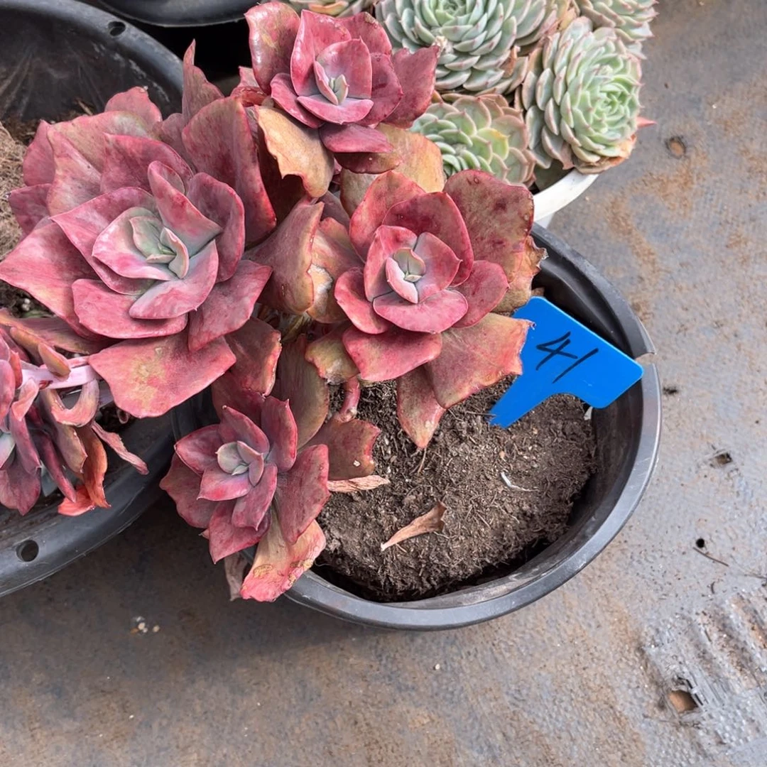 A****y0041钻石锦多肉