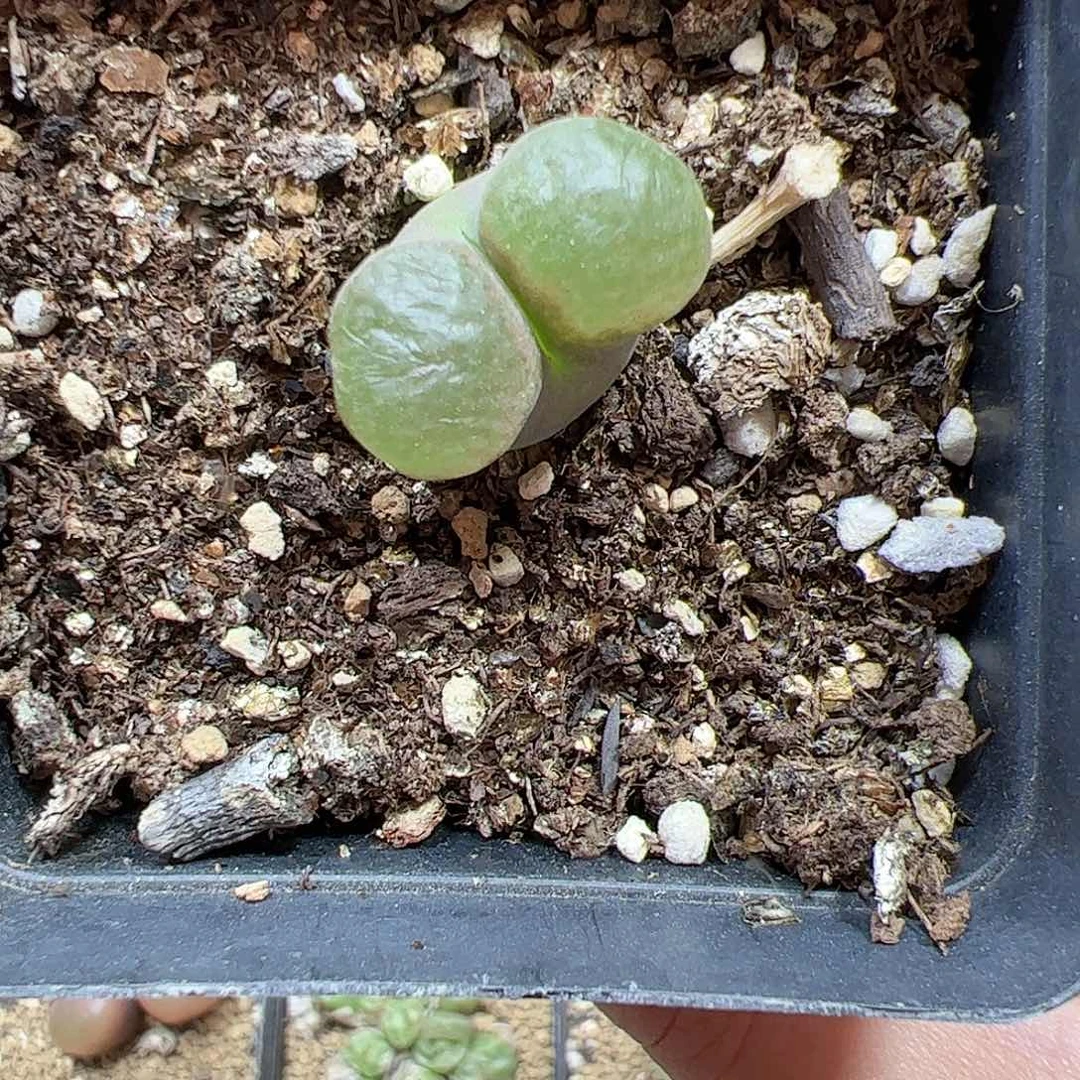 【闪购商品】104 磁铁