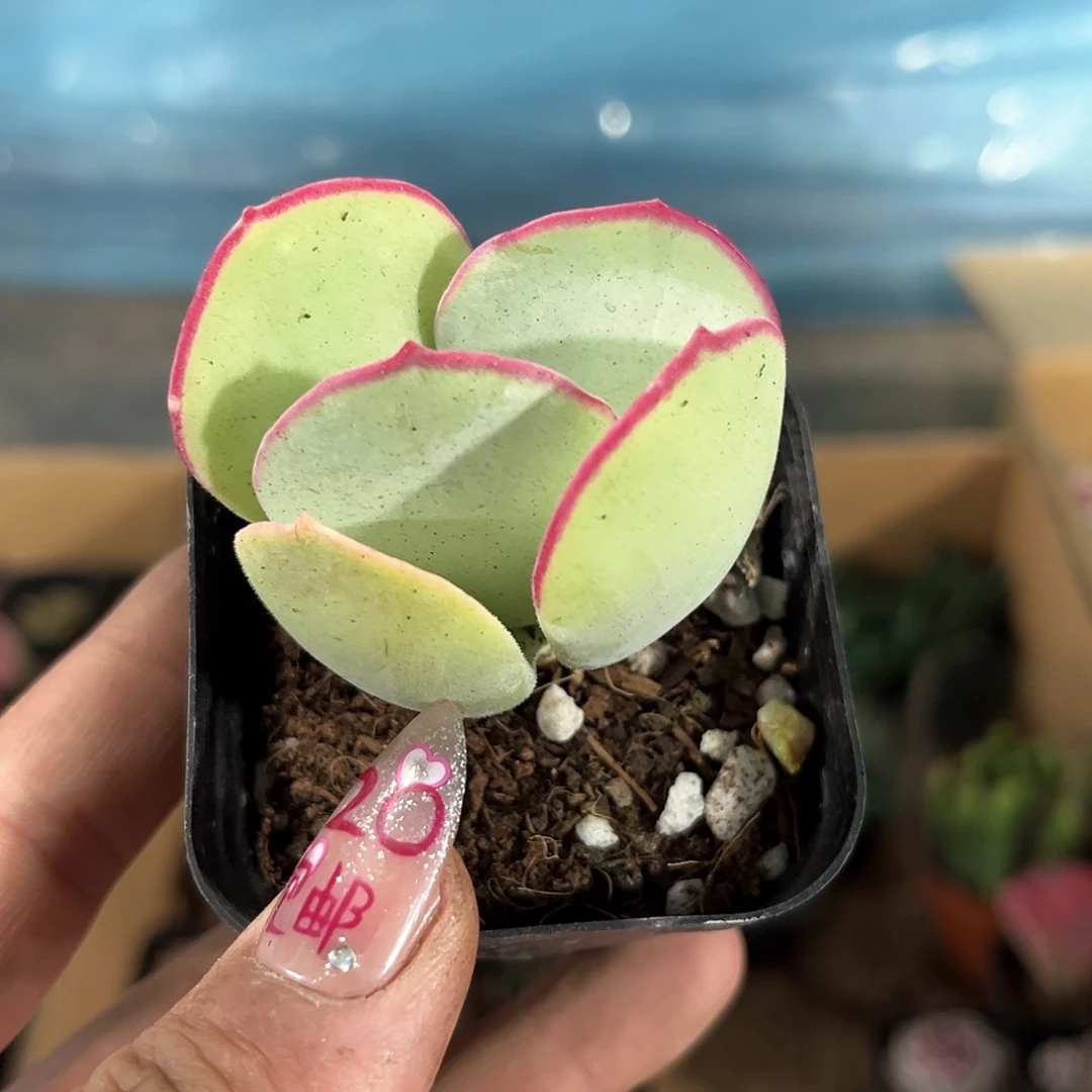 白眉单头发货有根发货