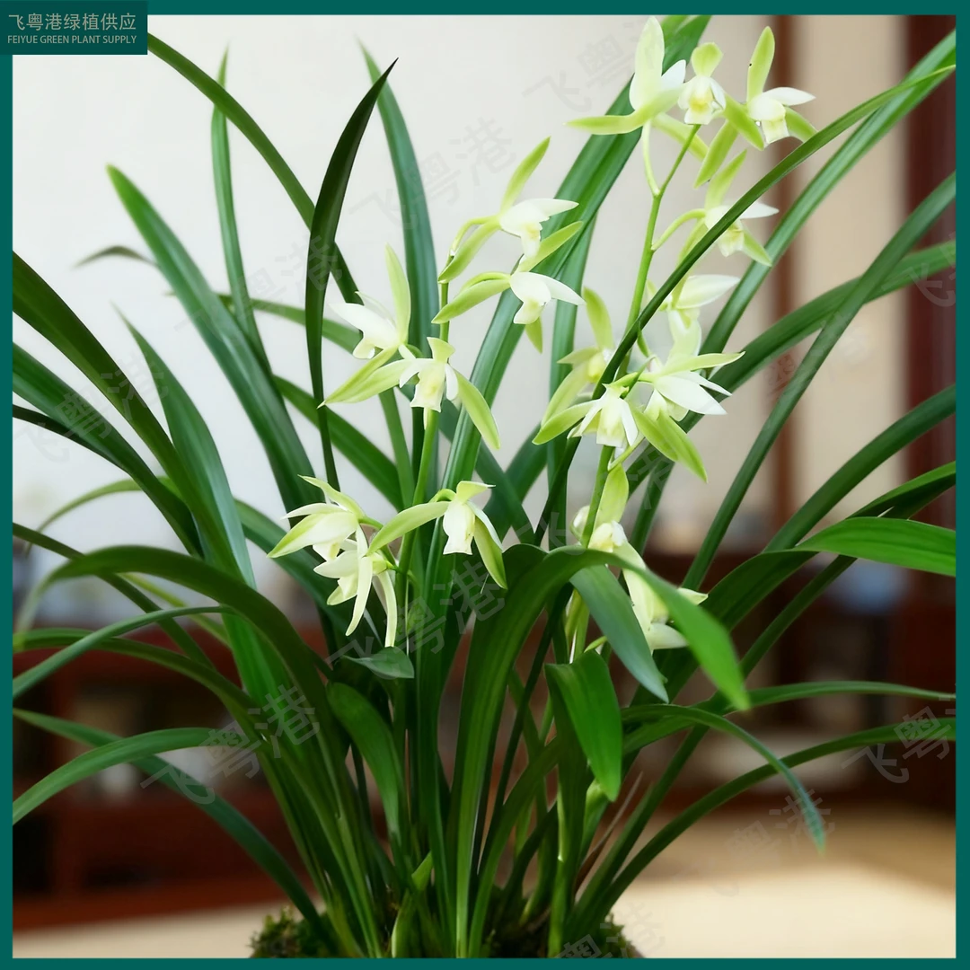 兰花建兰素月龙景种好发货带紫砂盆带3-5支花剑起