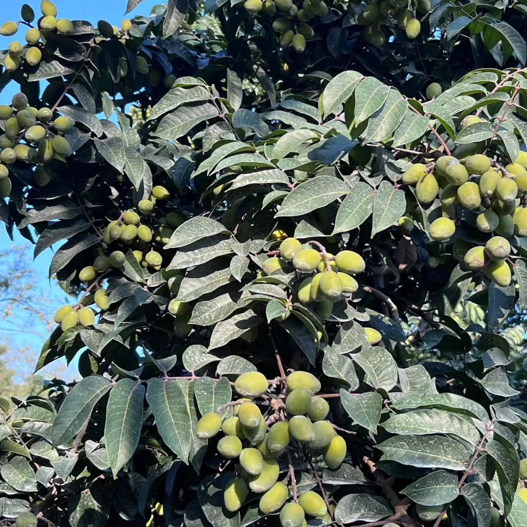 【农之飘】深洋甜橄榄中果