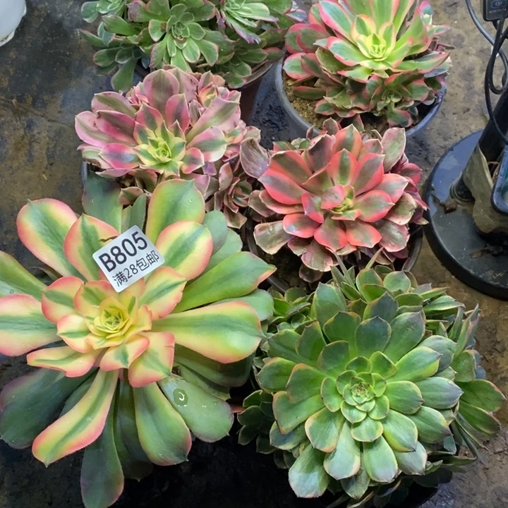 6盆多肉断头不包805