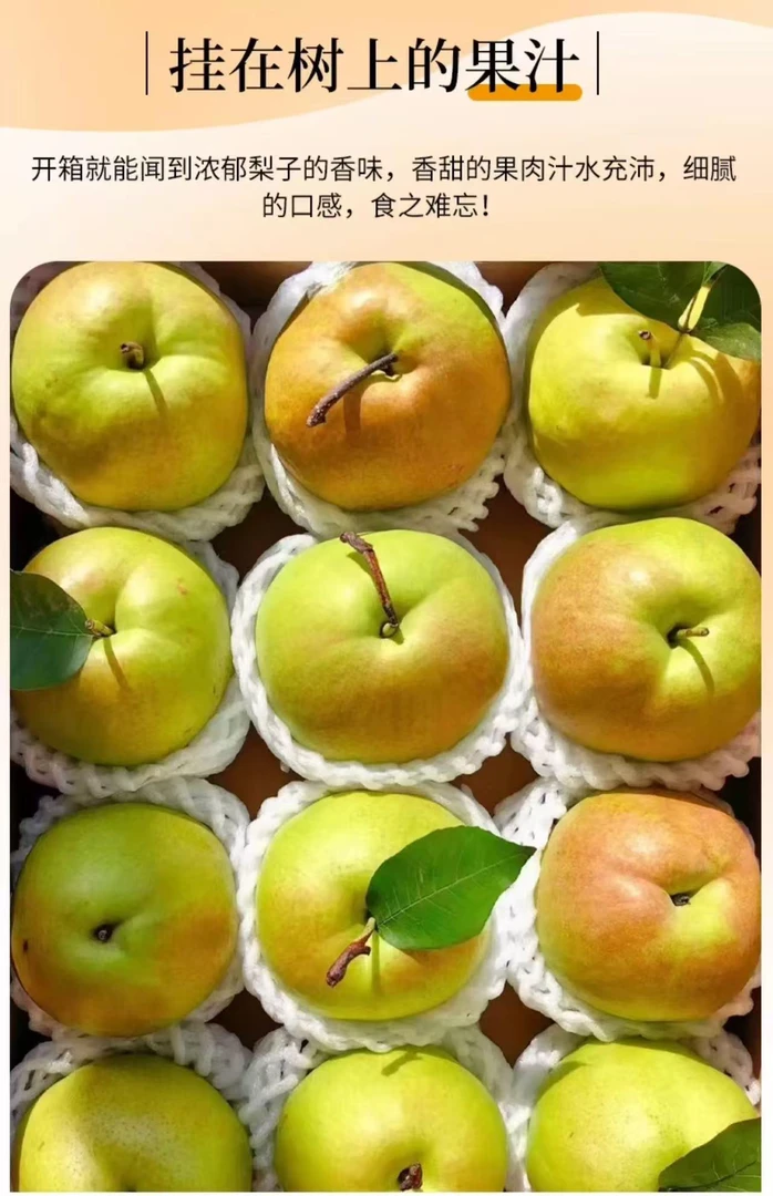 现摘玉露香梨整箱10斤鲜嫩多汁产地直发5斤甜脆嫩梨子3斤新鲜水果