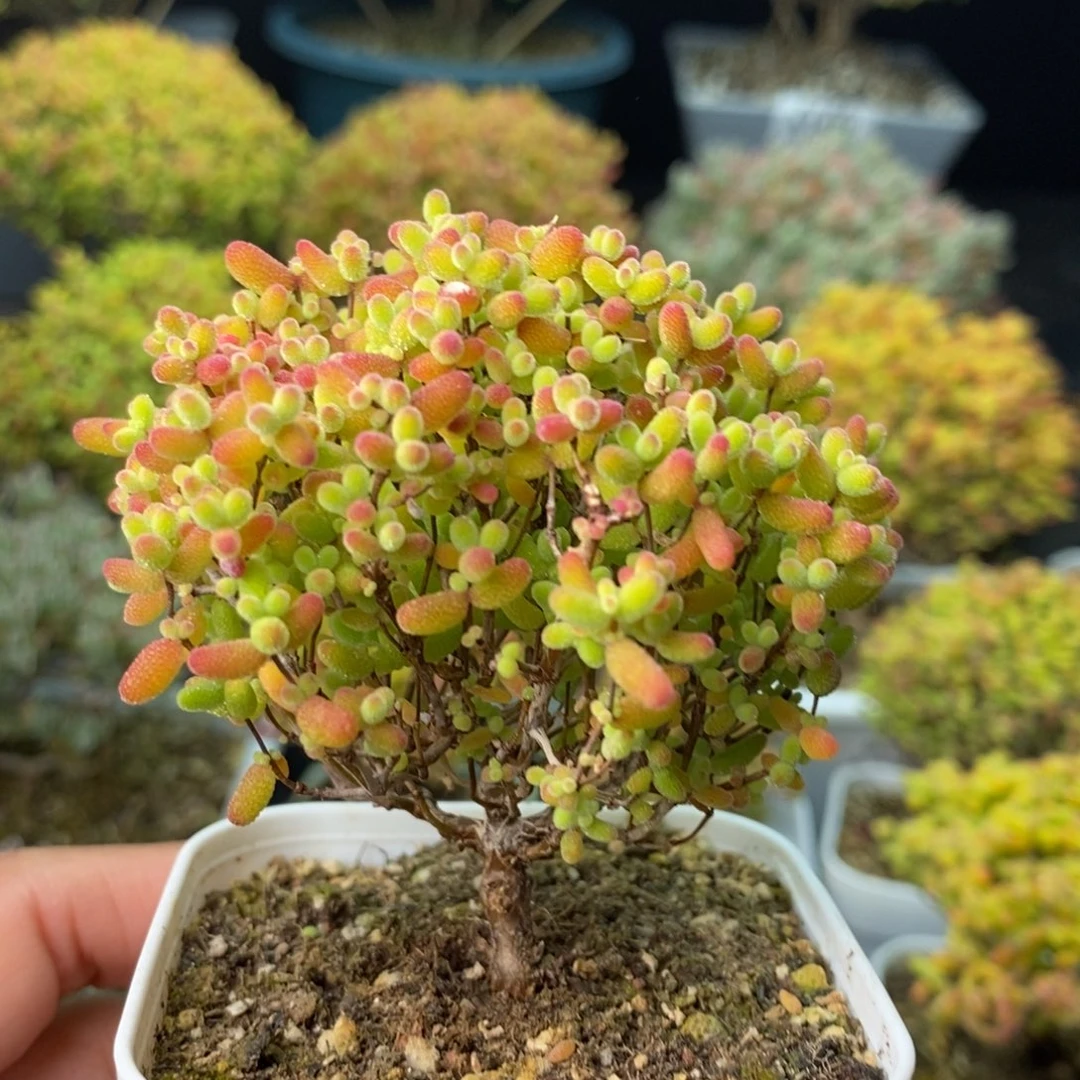 1495蜜橘糖球 。