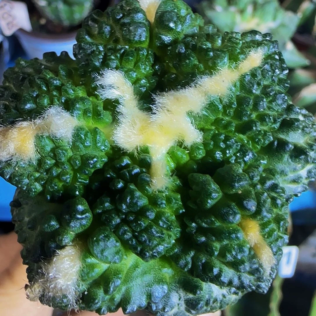 龟甲牡丹995仙人球开花